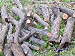 قطع درختان بلوط در منطقه حفاظت شده خامی به روایت فیلم و عکس